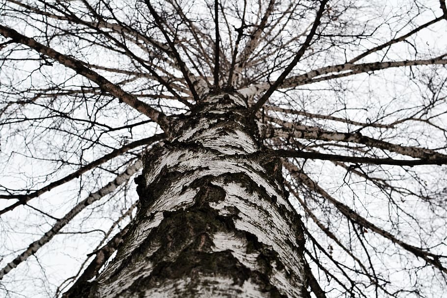 bedoll, arbre, cel, branques, vista d’angle baix, planta, tronc, tronc de l'arbre, branca, arbre nu, cap gent, naturalesa, escorça, tranquil·litat, dia, textura, fons, marc complet, creixement, a l'aire lliure, bellesa a la natura, alta - alta, directament a sota, copa de l'arbre, 4K