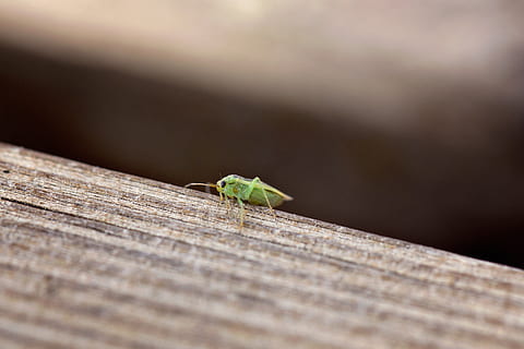 petit, macro, verd, error, Llagosta, petita llagosta petita, temes d'animals, invertebrat, insecte, animal, un animal, animals a la natura, fauna animal, enfocament selectiu, primer pla, material de fusta, naturalesa, cap gent, color verd, dia, a l'aire lliure, formiga, part del cos dels animals, full, 4K, CC0, domini públic, lliure de regalies
