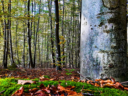 Alemanya, werdohl, bosc, arbres, caure, arbre, terra, planta, tronc de l'arbre, tronc, tardor, naturalesa, dia, tranquil·litat, creixement, cap gent, part de la planta, full, escenics - natura, bellesa a la natura, a l'aire lliure, canvi, escena tranquil·la, fulles, 4K, CC0, domini públic, lliure de regalies