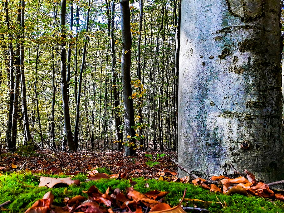Alemanya, werdohl, bosc, arbres, caure, arbre, terra, planta, tronc de l'arbre, tronc, tardor, naturalesa, dia, tranquil·litat, creixement, cap gent, part de la planta, full, escenics - natura, bellesa a la natura, a l'aire lliure, canvi, escena tranquil·la, fulles, 4K