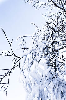 schneebedeckter Baum, Natur, draußen, Eis, Schnee, Schweiz, Montana, Frost, Winter, Baum, Pflanze, Weiß, Licht, gefroren, hellblau, Himmel, Geäst, Alpen, kalt, Bäume, minimal, kalte Temperatur, Schönheit in der Natur, Ast, keine Leute, kahler Baum, weiße Farbe, Ruhe, Tag, Abdeckung, Flachwinkelansicht, ruhige Szene, Eiszapfen, 5K, CC0, gemeinfrei, lizenzfrei