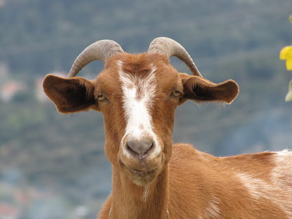 Grècia, ymittos, mamífer, animal, temes d'animals, un animal, animals domèstics, bestiar, nacional, retrat, mirant la càmera, mascotes, vertebrats, centrar-se en primer pla, cap gent, cap d’animals, primer pla, marró, part del cos dels animals, naturalesa, dia, cornut, herbívors, musell, 2K, CC0, domini públic, lliure de regalies