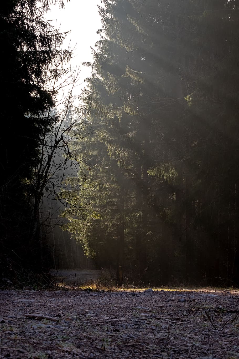 flare, lys, sollys, træ, plante, abies, gran, natur, maleri, kunst, Skov, vejr, udendørs, gelænder, tåge, træstamme, redwood, hylde, nåletræ, ro, ingen mennesker, jord, skønhed i naturen, rolig scene, ikke-urbane scene, dag, himmel, scenics - natur, vækst, vinter, landskab, kold temperatur, miljø, 4K
