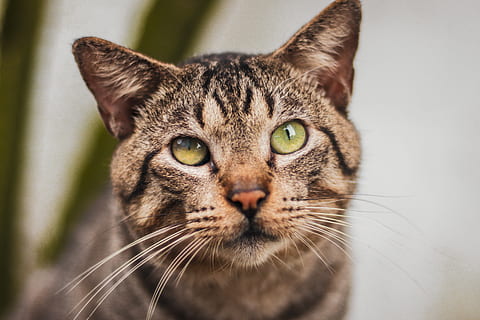 tabby cat, adorabil, animal, pisică, a închide, drăguţ, animal domestic, felin, pisoi, Kitty, mamifer, animal de companie, tabinet, mustati, pisica domestica, un animal, intern, animale de companie, animale domestice, portret, privind camera, mustăţi, animale vertebrate, partea corpului animalului, să se concentreze asupra primelor elemente, nici o persoana, ochi de animale, ochi galbeni, 5K, CC0, domeniu public, fără drepturi de autor