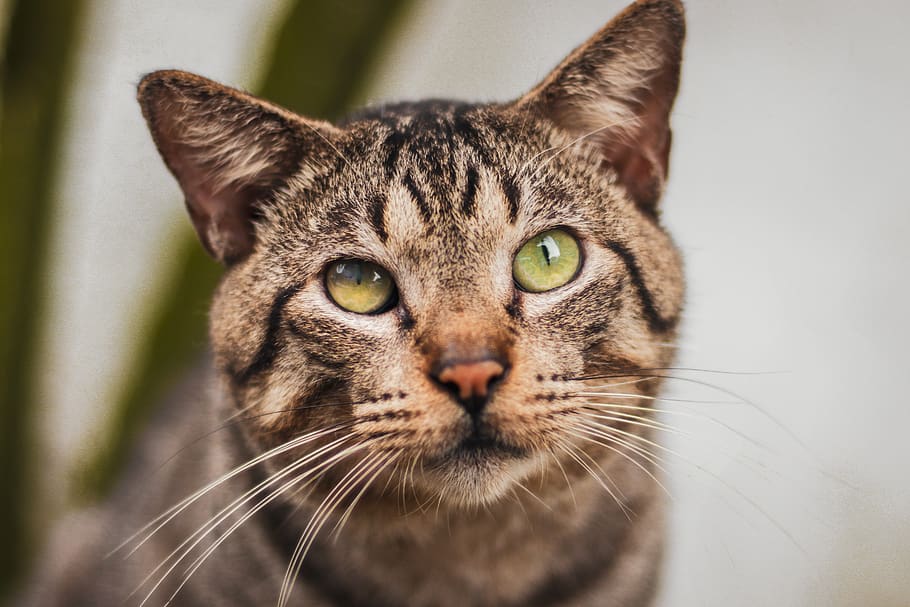 gat tabby, adorable, animal, gat, primer pla, bonic, animals domèstics, felí, gatet, mamífer, mascota, tabby, bigotis, gat domèstic, un animal, nacional, mascotes, retrat, mirant la càmera, vertebrats, part del cos dels animals, centrar-se en primer pla, cap gent, ull d’animals, ulls grocs, 5K