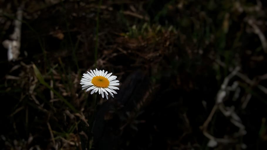 arbre, flor, bosc, sol, vintage, blanc, shotononeplus, naturalesa, fotografia de natura, planta amb flors, frescor, planta, fragilitat, vulnerabilitat, bellesa a la natura, pètal, cap de flor, creixement, primer pla, inflorescència, centrar-se en primer pla, Color blanc, cap gent, terra, a l'aire lliure, camp, pol·len, 2K