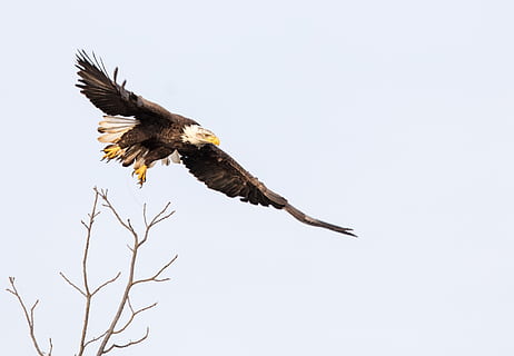 àguila calba, volant, cel, raptor, ales, depredador, ocell, majestuós, parc nacional de shenandoah, virginia, raeburn, EUA, alça, dom, vol, àguila, temes d'animals, animal, animals a la natura, fauna animal, un animal, rapinyaire, vertebrats, vista d’angle baix, cel clar, ales separades, naturalesa, còpia espai, cap gent, àguila - ocell, a l'aire, a l'aire lliure, 2K, CC0, domini públic, lliure de regalies