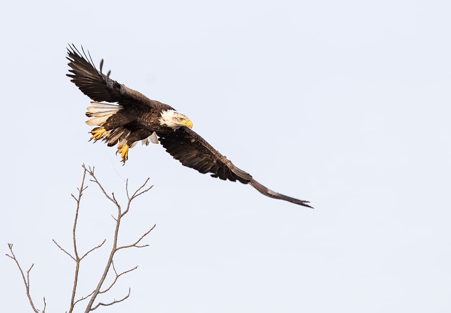 àguila calba, volant, cel, raptor, ales, depredador, ocell, majestuós, parc nacional de shenandoah, virginia, raeburn, EUA, alça, dom, vol, àguila, temes d'animals, animal, animals a la natura, fauna animal, un animal, rapinyaire, vertebrats, vista d’angle baix, cel clar, ales separades, naturalesa, còpia espai, cap gent, àguila - ocell, a l'aire, a l'aire lliure, 2K