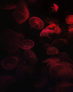 medusa rossa, rosso, nessuno, sfondo nero, gruppo di animali, in casa, animali allo stato selvatico, fauna selvatica, avvicinamento, animale, temi animali, marino, acqua, natura, subacqueo, vita marina, girato in studio, grande gruppo di animali, notte, fotogramma intero, mare, 2K, CC0, dominio pubblico, privo di copyright