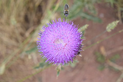 Biene, Exappiah, Blume, blühende Pflanze, lila, Schönheit in der Natur, Pflanze, Insekt, wirbellos, Nahansicht, Zerbrechlichkeit, Tiere in freier Wildbahn, Frische, Wachstum, ein Tier, Natur, Tierthemen, Distel, Verletzlichkeit, Blütenblatt, Tierwelt, Blütenkopf, Lavendel, keine Leute, draußen, Bestäubung, 5K, CC0, gemeinfrei, lizenzfrei