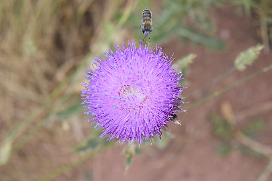 Biene, Exappiah, Blume, blühende Pflanze, lila, Schönheit in der Natur, Pflanze, Insekt, wirbellos, Nahansicht, Zerbrechlichkeit, Tiere in freier Wildbahn, Frische, Wachstum, ein Tier, Natur, Tierthemen, Distel, Verletzlichkeit, Blütenblatt, Tierwelt, Blütenkopf, Lavendel, keine Leute, draußen, Bestäubung, 5K
