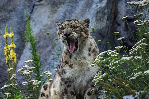 lleopard de les neus, depredador, gat gran, lleopard, animals, naturalesa, carnívors, zoo, mamífer, pell, animal, temes d'animals, un animal, felí, vertebrats, boca, boca oberta, gat, fauna animal, cap gent, mascotes, animals a la natura, dia, planta, animals domèstics, centrar-se en primer pla, carnivora, bigotis, boca d’animals, 5K, CC0, domini públic, lliure de regalies
