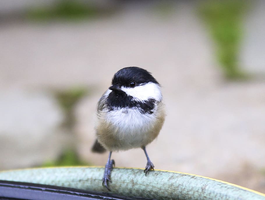 ocell, naturalesa, vida salvatge, chickadee, petita meravella, jardí, un animal, fauna animal, animals a la natura, vertebrats, centrar-se en primer pla, posat, dia, longitud completa, cap gent, primer pla, retrat, songbird, vista frontal, a l'aire lliure, color negre, 2K