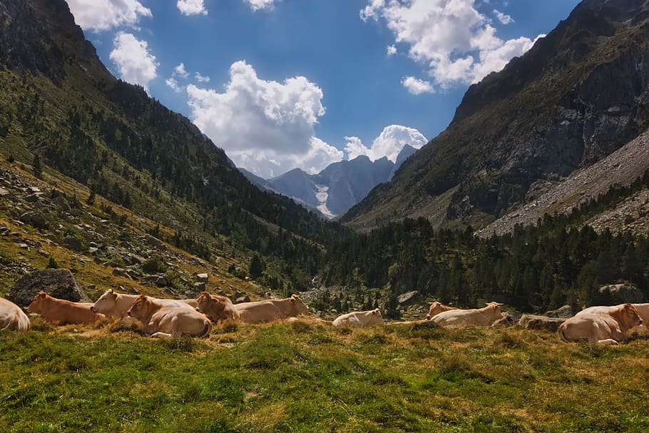 Foto, Brun, kvæg, bjerg, dyr, skyer, køer, miljø, græs, landskab, æglæggende, at lyve, bjerge, natur, hvile, hvilende, klipper, naturskøn, himmel, sten, træer, dal, pattedyr, husdyr, skønhed i naturen, dyre temaer, indenlandske, sky - himmel, kæledyr, scenics - natur, plante, bjergkæde, gruppe af dyr, græsning, hvirveldyr, ingen mennesker, planteædende, udendørs, 4K