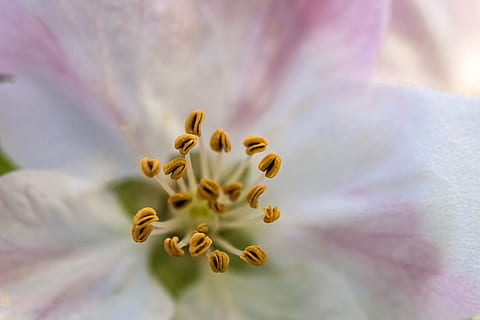 æble, forår, natur, flor, flora, skønhed, tæt, farverig, bella, hvid, orange, naturlig, baggrund, blomster, dekorative, kronblad, kronblade, rosa, blomst, plante, skønhed i naturen, friskhed, blomstrende plante, skrøbelighed, vækst, sårbarhed, tæt på, pollen, blomsterstand, blomsterhoved, selektiv fokusering, ingen mennesker, udendørs, blomstre, støvdrager, blødhed, blødt fokus, 4K, CC0, offentligt domæne, royaltyfrie