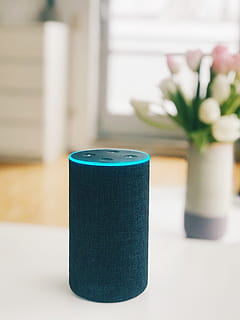 1 °, gen, amazon, eco, altoparlante, in casa, concentrarsi sulle conoscenze acquisite, tavolo, nessuno, pianta, fiore, avvicinamento, pianta fiorita, colore verde, natura morta, vaso, blu, natura, decorazione, crescita, pianta in vaso, finestra, contenitore, bellezza nella natura, testa di fiore, composizione floreale, pianta della casa, 4K, CC0, dominio pubblico, privo di copyright