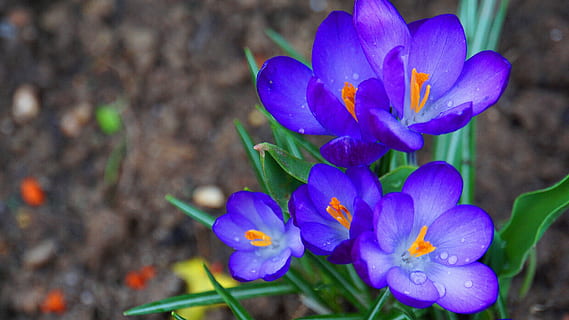 crocus, flowers, spring, bloom, nature, flower, purple, plant, spring flower, early bloomer, violet, harbinger of spring, garden, flora, spring crocus, frühlingsanfang, blütenzauber, spring magic, magic, paradise, flowering plant, freshness, beauty in nature, fragility, vulnerability, petal, close-up, growth, inflorescence, flower head, blossom, no people, focus on foreground, day, blue, botany, springtime, iris, 5K, CC0, public domain, royalty free