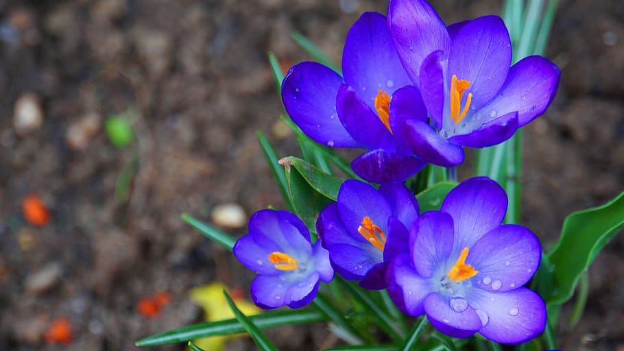 krokus, blomster, forår, flor, natur, blomst, lilla, plante, forårsbloem, tidlig blomer, violet, harbinger af foråret, have, flora, forårskrokus, frühlingsanfang, blütenzauber, foråret magi, magi, paradis, blomstrende plante, friskhed, skønhed i naturen, skrøbelighed, sårbarhed, kronblad, tæt på, vækst, blomsterstand, blomsterhoved, blomstre, ingen mennesker, fokus på forgrunden, dag, blå, botanik, iris, 5K