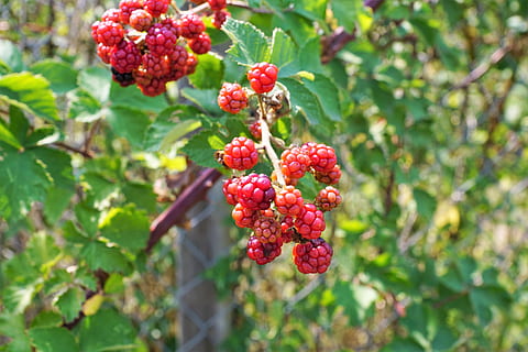 lampone, albero, natura, frutta, delizioso, dolce, aspro, rosso, rosa, cespuglio, estate, autunno, raccogliere, blu, bacca, mirtillo, foresta, succo, frullato, mangiare sano, cibo e bevande, cibo, crescita, pianta, freschezza, frutti di bosco, parte vegetale, foglia, giorno, avvicinamento, bellezza nella natura, concentrarsi sulle conoscenze acquisite, benessere, nessuno, colore verde, all'aperto, maturo, sorbe, 5K, CC0, dominio pubblico, privo di copyright