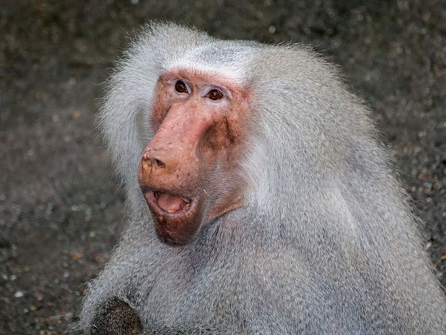 babuí, mico, animal, primat, naturalesa, zoo, mamífer, cara, boca, obert, gris, primer pla, pell, fauna animal, temes d'animals, un animal, animals a la natura, part del cos dels animals, cap d’animals, pèl d’animals, vertebrats, cap gent, retrat, cabell, mirant la càmera, centrar-se en primer pla, dia, a l'aire lliure, boca oberta, boca d’animals, 5K