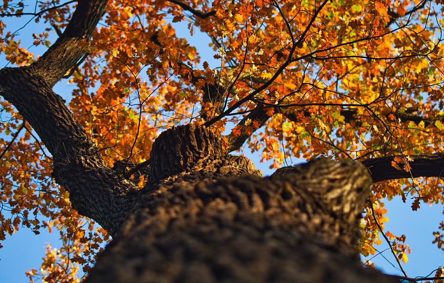 Eiche, Herbst, Blätter, Stamm, Eichenblätter, hell, Herbststimmung, Herbstfarbe, Baum, Pflanze, Veränderung, Flachwinkelansicht, Ast, Schönheit in der Natur, Wachstum, Natur, Blatt, Pflanzenteil, Tag, orange Farbe, Baumstamm, keine Leute, Kofferraum, Himmel, draußen, Nahansicht, Ruhe, Herbstkollektion, natürlicher Zustand, Ahornblatt, fallen, 4K