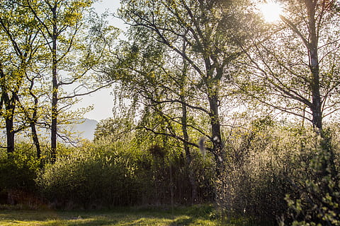 træ, træer, eng, clearing, lysning, natur, grøn, blad, blade, forår, hæk, stævningsskov, sol, solstråle, April, Schweiz, Villeneuve, Grangettes, arbre, plante, vækst, ro, skønhed i naturen, jord, dag, sollys, ingen mennesker, Skov, rolig scene, grøn farve, himmel, scenics - natur, udendørs, ikke-urbane scene, landskab, miljø, græs, 5K, CC0, offentligt domæne, royaltyfrie