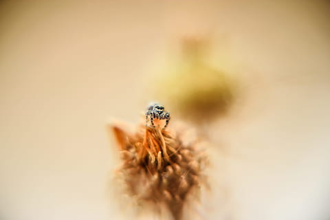 macro, insecto, néctar, de cerca, flor, polen, enfoque selectivo, un animal, fauna animal, nadie, araña saltarina, animales en la naturaleza, invertebrado, arácnido, naturaleza, araña, copia espacio, al aire libre, día, foto de estudio, 5K, CC0, dominio público, libre de derechos