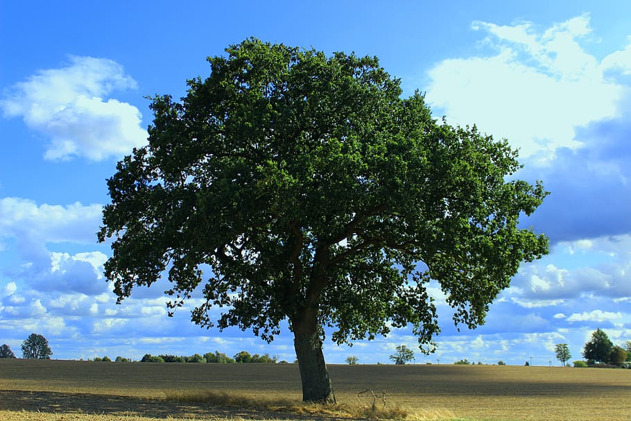 arbre, individualment, naturalesa, paisatge, solitari, arbre únic, cel, núvols, planta, núvol - cel, camp, bellesa a la natura, escena tranquil·la, terra, tranquil·litat, creixement, escenics - natura, medi ambient, dia, cap gent, color verd, a l'aire lliure, herba, blau, 5K