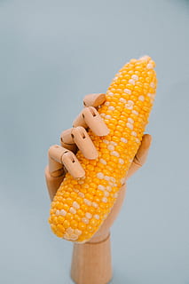 ręka robota, trzymać, kukurydza, jedzenie, ziarno, flora, warzywo, produkować, roślina, dłoń, organiczny, zdrowy, jeść, robot, unporn, minimalny, Plastikowy, żniwa, palec, cukierek, studio strzał, jedzenie i picie, wewnątrz, kukurydza cukrowa, białe tło, świeżość, żółty, zbliżenie, zdrowe odżywianie, kolba kukurydzy, dobre samopoczucie, jedna osoba, odetnij, część ludzkiego ciała, martwa natura, ludzka ręka, 5K, CC0, domena publiczna, darmowe zdjęcia