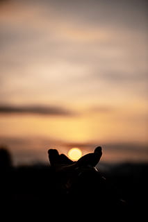 tramonto arancione, Ruhengeri, Ruanda, silhouette, luce del sole, animale, uccello, corvo, Alba, natura, all'aperto, crepuscolo, cielo rosso, tramonto, cielo, attività ricreative, illuminazione, flora, erba, pianta, mammifero, temi animali, parte del corpo umano, fauna selvatica, nuvola - cielo, sole, domestico, un animale, animali domestici, colore arancione, una persona, mano umana, bellezza nella natura, 5K, CC0, dominio pubblico, privo di copyright