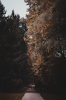 arbres verds, planta, arbre, avet, abies, campanar, torre, arquitectura, fletxa, edifici, naturalesa, humà, persona, conífera, hrvatska, zagreb, grad zagreb, carretera, a l'aire lliure, arbres, art, el camí a seguir, creixement, direcció, transport, tardor, cap gent, sendera, dia, bellesa a la natura, tranquil·litat, perspectiva decreixent, parc, cel, parc - l'home va fer espai, treelined, 5K, CC0, domini públic, lliure de regalies
