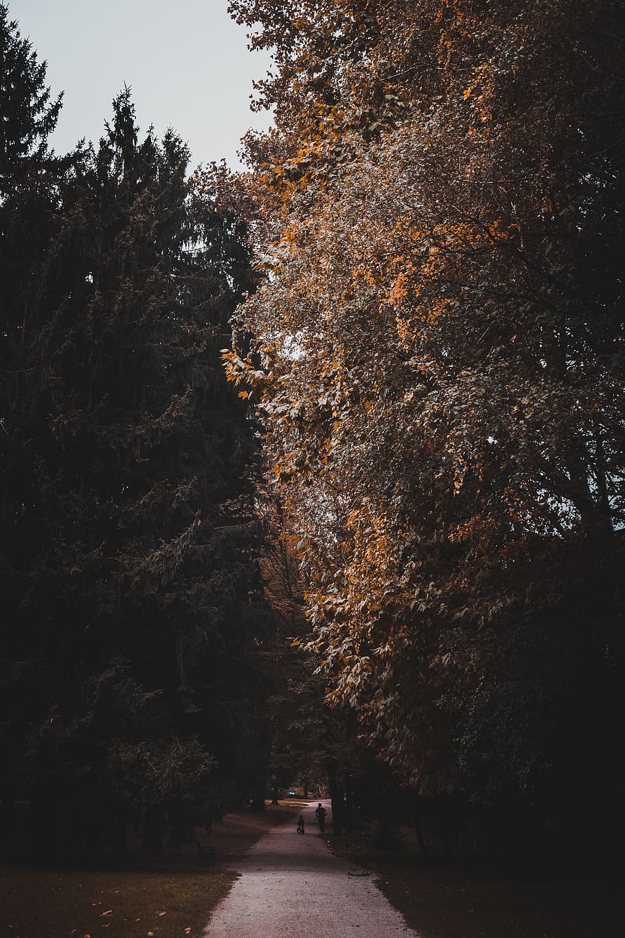 arbres verds, planta, arbre, avet, abies, campanar, torre, arquitectura, fletxa, edifici, naturalesa, humà, persona, conífera, hrvatska, zagreb, grad zagreb, carretera, a l'aire lliure, arbres, art, el camí a seguir, creixement, direcció, transport, tardor, cap gent, sendera, dia, bellesa a la natura, tranquil·litat, perspectiva decreixent, parc, cel, parc - l'home va fer espai, treelined, 5K