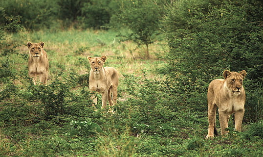 tre cougars, pattedyr, dyre temaer, gruppe af dyr, dyr, feline, kat, løve - katte, dyr i naturen, dyreliv, plante, løvinde, hvirveldyr, træ, kvindelige dyr, to dyr, natur, ingen mennesker, ungt dyr, løveunge, dyre familie, undomesticated cat, 4K, CC0, offentligt domæne, royaltyfrie