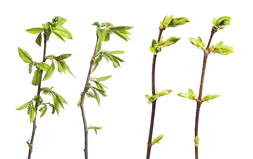 afdeling, træ, blad, grøn, hvid, plante, isolerede, vækst, natur, forår, Kvist, knop, spirende, blomstre, spire, ny, stilk, tæt på, lille, spray, løv, Brun, sæson-, botanisk, voksende, burst, flor, skyde, Kirsebærtræ, vegetation, makro, sæson, flora, kirsebær, ung, have, løvet, urt, frisk, detalje, delikat, friskhed, hvid baggrund, plante del, studio skud, grøn farve, indendørs, skåret ud, mad og drikke, mad, ingen mennesker, urtemedicin, plantestamme, medicin, skønhed i naturen, 4K, CC0, offentligt domæne, royaltyfrie