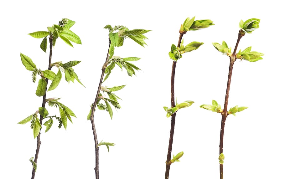 branca, arbre, full, verd, blanc, planta, aïllat, creixement, naturalesa, primavera, brot, brotant, flor, brollar, nou, tija, primer pla, petit, esprai, fullatge, marró, estacional, botànic, creixent, explosió, florir, disparar, cirerer, vegetació, macro, temporada, flora, cirera, jove, jardí, herba, fresc, detall, poc, delicada, frescor, fons blanc, part de la planta, tir de l'estudi, color verd, a l'interior, tallar, menjar i beguda, menjar, cap gent, herba medicinal, tija de la planta, medicina, bellesa a la natura, 4K