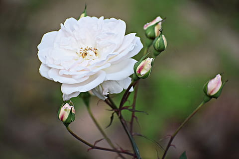 flower, white, rose, spring, garden, bloom, plant, blossom, nature, summer, flora, botany, tender, blooming, floral, bouquet, botanical, color, season, petals, flowering plant, beauty in nature, freshness, fragility, vulnerability, petal, close-up, white color, growth, focus on foreground, inflorescence, flower head, day, no people, rose - flower, bud, outdoors, springtime, pollen, 5K, CC0, public domain, royalty free