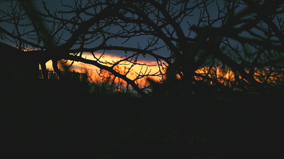 arbres, branques, fosc, posta de sol, núvols, horripilant, naturalesa, silueta, arbre, planta, branca, cel, tranquil·litat, bellesa a la natura, cap gent, color taronja, arbre nu, escenics - natura, escena tranquil·la, bosc, escena no urbana, a l'aire lliure, nit, terra, 5K