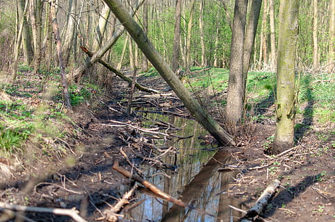 floresta, Ribeiro, árvore, Primavera, natureza, rio, torrente, panorama, agua, o riacho, corrente, Polônia, cenário, verde, maio, abril, terra, plantar, tronco de árvore, tronco, ninguém, tranquilidade, dia, crescimento, beleza na natureza, cena não urbana, ao ar livre, scenics - natureza, ramo, meio Ambiente, cena tranquila, madeira - material, bambu - planta, 4K, CC0, domínio público, royalty free