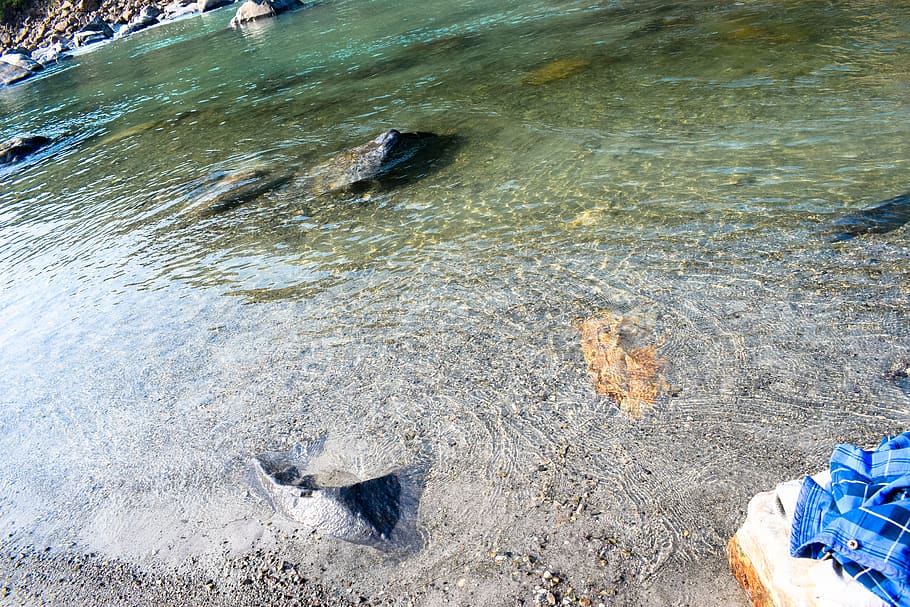 Índia, rishikesh, roques, riu, ganga, sorra, aigua, uttrakhand, vista d’angle alt, dia, mar, naturalesa, terra, platja, cap gent, a l'aire lliure, peix, davant del mar, bellesa a la natura, vertebrats, nedar, rock, moviment, animal, llum solar, Pol · lució, marí, aigua que flueix, 5K