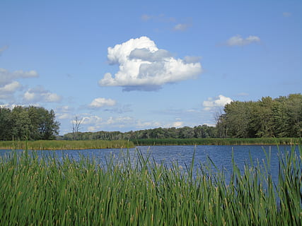 lac, mlaştină, nor, natură, apă, peisaj, mediu inconjurator, Cattails, cer, iarbă, verde, pitoresc, plante, plantă, nor - cer, frumusețe în natură, creştere, scenice - natura, liniște, copac, zi, o scenă liniștită, Culoarea verde, nici o persoana, teren, scenă non-urbană, în aer liber, 5K, CC0, domeniu public, fără drepturi de autor