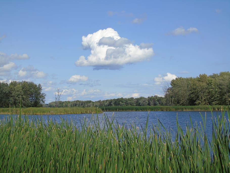estany, pantà, núvol, naturalesa, aigua, llac, paisatge, medi ambient, cattails, cel, herba, verd, escènic, plantes, planta, núvol - cel, bellesa a la natura, creixement, escenics - natura, tranquil·litat, arbre, dia, escena tranquil·la, color verd, cap gent, terra, escena no urbana, a l'aire lliure, 5K