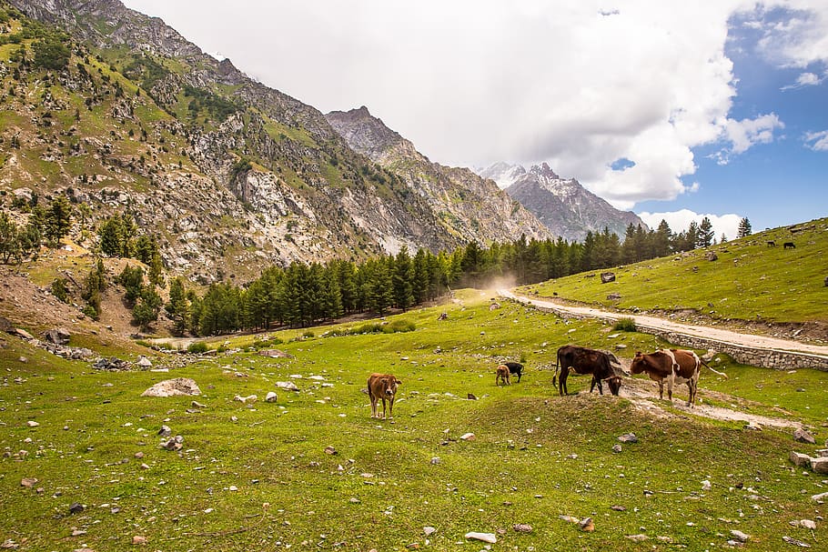 vaques, mig, camp de pastura, animals, vaca, gilgit, herba, pastures, paisatge, bestiar, muntanya, pakistan, mamífer, temes d'animals, animal, animals domèstics, terra, nacional, bellesa a la natura, medi ambient, grup d’animals, cel, fauna animal, naturalesa, ramat, Serra, escenics - natura, pasturatge, cap gent, a l'aire lliure, formació, herbívors, 5K