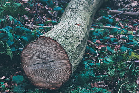 tronc de l'arbre, arbre, fusta, planta, naturalesa, verd, animal, peix, l'environ, registre, bosc, economica, medi ambient, ambientalment, amable, amic del medi ambient, respectuós amb el medi ambient, boscos, registres, tronc, terra, dia, material de fusta, cap gent, primer pla, desforestació, camp, centrar-se en primer pla, a l'aire lliure, part de la planta, full, escorça, anell d’arbre, 5K, CC0, domini públic, lliure de regalies