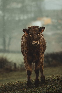 gado marrom, bezerro, animal, animais selvagens, exterior, papel de parede, Sombrio, retrato, vaca, temas animais, mamífero, um animal, animais domésticos, doméstico, pets, vertebrado, pecuária, terra, campo, focar em primeiro plano, olhando para a câmera, ninguém, de pé, dia, natureza, ao ar livre, animal jovem, herbívoro, cabeça de animal, 4K, CC0, domínio público, royalty free