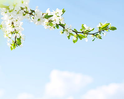 albero, sole, primavera, fiorire, luce del sole, splendere, fioritura, naturale, verde, bianca, giorno, fiore, fiori, di stagione, luminosa, soleggiato, luce, giardinaggio, stagione, flora, solare, giardino, aprile, blu, crescita, pianta, bellezza, all'aperto, cielo, sfondo, fresco, ramo, natura, fiorito, freschezza, pianta fiorita, bellezza nella natura, Colore bianco, nuvola - cielo, fragilità, vulnerabilità, nessuno, Inquadratura dal basso, parte vegetale, foglia, testa di fiore, fiore di ciliegio, morbidezza, 1080P, CC0, dominio pubblico, privo di copyright
