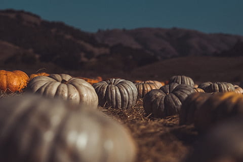 gri, portocale, dovleci, minciună, sol, dealuri, dovleac, dovleac patch-uri, peisaj, explora, ferma de dovleac, fermă, amurg, mut, culori silențioase, nici o persoana, mancare si bautura, mediu inconjurator, alimente, selectiv, natură, Munte, destinații de călătorie, scenice - natura, abundenţă, în aer liber, agricultură, vegetal, cer, a închide, frumusețe în natură, animale sălbatice, se concentreze pe fundal, teren, cireadă, 5K, CC0, domeniu public, fără drepturi de autor