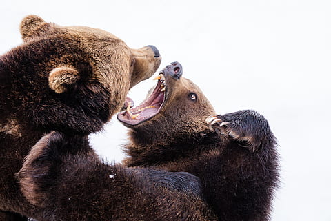 dos, marrón, oso pardo, osos, mamífero, animal, temas de animales, grupo de animales, fauna animal, oso, dos animales, unión, vertebrado, animales en la naturaleza, nadie, familia de animales, animal joven, conflicto, animal hembra, día, naturaleza, amor, boca abierta, 5K, CC0, dominio público, libre de derechos