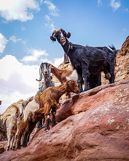 bjerggeder, pattedyr, dyre temaer, dyr, husdyr, gruppe af dyr, indenlandske, kæledyr, himmel, hvirveldyr, sky - himmel, natur, dag, ingen mennesker, dyreliv, hund, jord, lav vinkel visning, hunde, planteædende, 4K, CC0, offentligt domæne, royaltyfrie