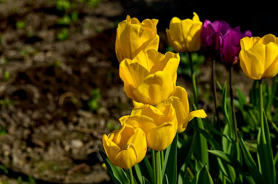 tulipani, giallo, primavera, fiori, fresco, giardino, fiore, pianta fiorita, pianta, freschezza, fragilità, vulnerabilità, bellezza nella natura, petalo, crescita, avvicinamento, natura, testa di fiore, campo, infiorescenza, terra, nessuno, concentrarsi sulle conoscenze acquisite, narciso, giorno, all'aperto, mazzo, letto di fiori, composizione floreale, 4K