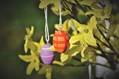 easter egg, easter, colorful, easter decorations, easter theme, egg, easter decoration, colored, spring, decoration, color, hanging, plant, no people, growth, day, close-up, nature, red, freshness, focus on foreground, yellow, flower, flowering plant, green color, beauty in nature, outdoors, selective focus, art and craft, 5K, CC0, public domain, royalty free